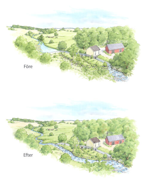 Illustrationer i akvarell som visar ett vattendrag före och efter restaurering genom utgivning av kraftverksdamm. 