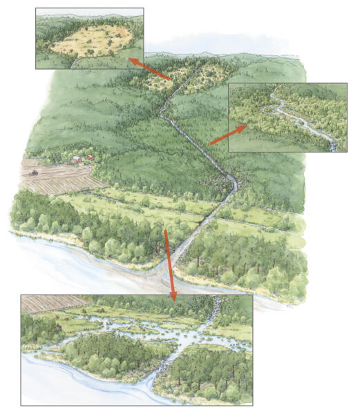 Landskapsperspektiv, snedbild i akvarellteknik som föreställer ett mindre avrinningsområde påverkat av markavvattning. Infällda småbilder visar hur en mosse, ett svämplan och en våtmark restaurerats till mer naturlig hydrologi.