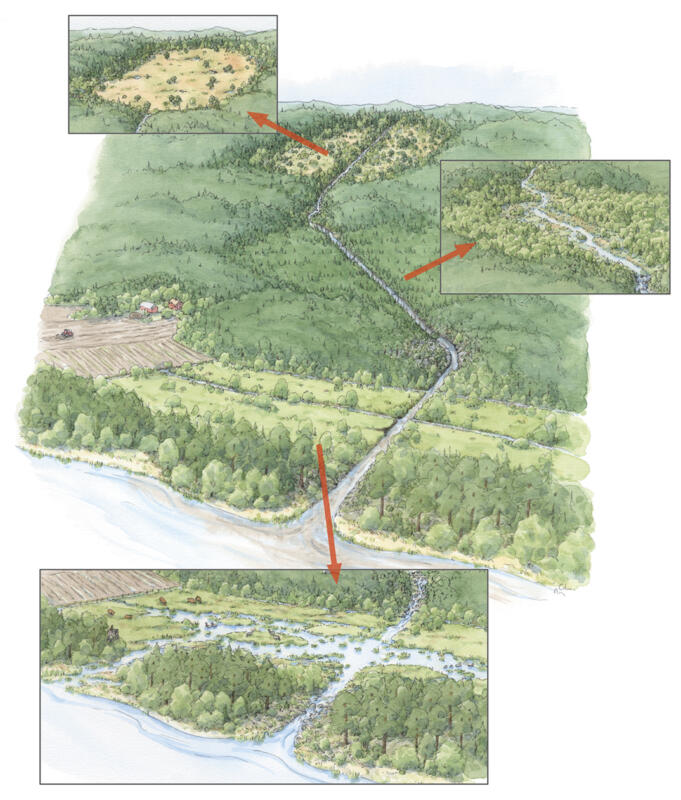 Landskapsperspektiv, snedbild i akvarellteknik som föreställer ett mindre avrinningsområde påverkat av markavvattning. Infällda småbilder visar hur en mosse, ett svämplan och en våtmark restaurerats till mer naturlig hydrologi.