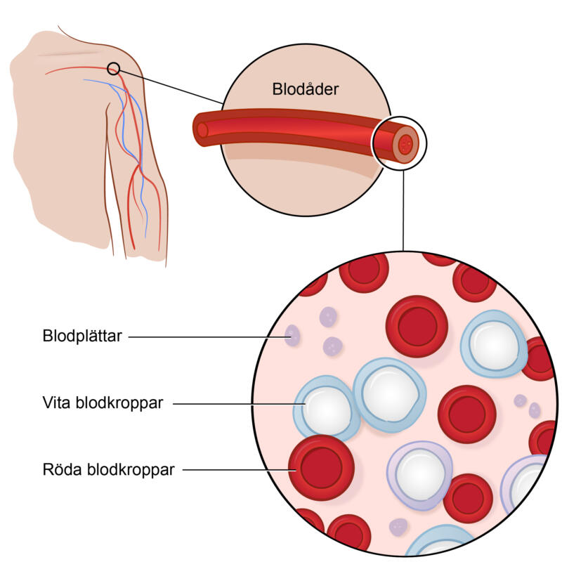 Illustration av en arm med markerad blodåder, en förstorad tvärsnittsbild av kärlet, samt en mikroskopisk vy med röda blodkroppar, vita blodkroppar och blodplättar.