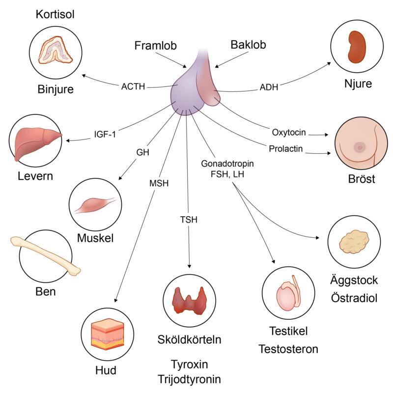 Schematisk illustration av hypofysens fram- och baklob, med pilar till kroppsdelar och organ som binjure, njure, lever, muskel, hud, sköldkörtel, bröst, testikel och äggstock, var och en märkt med tillhörande hormon.