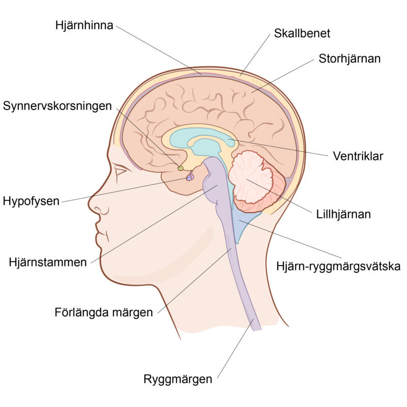 Illustration av ett huvud i genomskärning med utsatta linjer till hjärnhinna, skallben, storhjärna, synnervskorsning, hypofys, hjärnstam, förlängda märgen, ryggmärgen, ventriklar, lillhjärna och hjärn-ryggmärgsvätska.